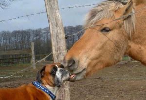 dogandhorse