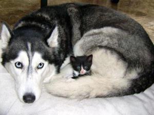 huskyandtuxedokit